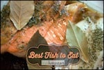 small pic of salmon