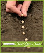sow your seeds