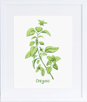 oregano print